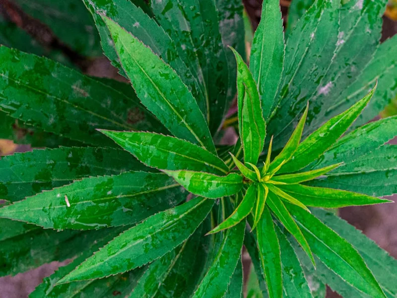 l eco adjuvant heliosol de retour