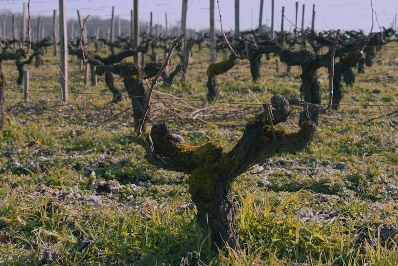 VitiVina, nouvelle filiale vigne du Comptoir Agricole
